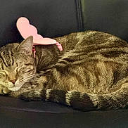 Luna joined the competition — help win amazing prizes! cat, tabby, sleeping, animal, pet, feline, fur, whiskers, butterfly_wings, costume, chair, leather, cozy, resting, cute, domestic_animal, indoor, closeup, calm, relaxed