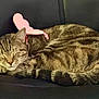 cat, tabby, sleeping, animal, pet, feline, fur, whiskers, butterfly_wings, costume, chair, leather, cozy, resting, cute, domestic_animal, indoor, closeup, calm, relaxed
