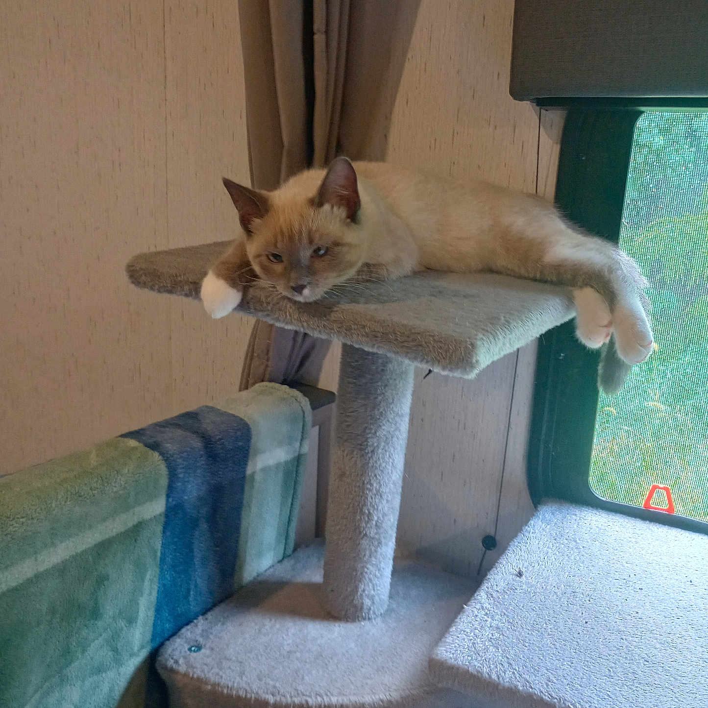 Sage joined the competition — help win amazing prizes! cat, kitten, siamese_cat, pet, animal, lounging, relaxed, sleepy, blue_eyes, paws, whiskers, cat_tree, scratching_post, indoors, window, sunlight, curtain, furniture, home, portrait
