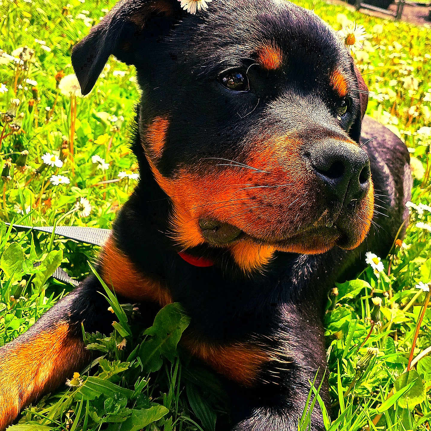 Nala