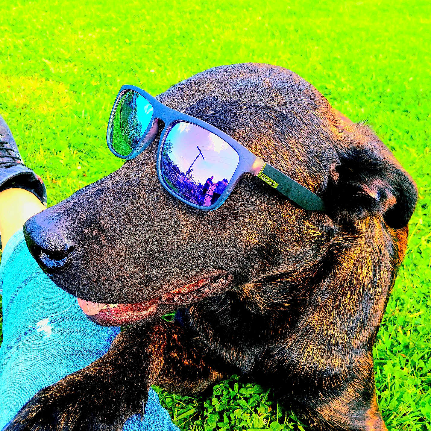 Paco a rejoint le concours — aidez-le/la à gagner de superbes lots ! accessories, animal, boy, canine, child, dog, glasses, goggles, grass, hound, labradorretriever, lawn, male, nature, outdoors, person, pet, plant, puppy, sunglasses