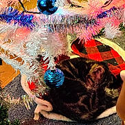 Finn joined the competition — help win amazing prizes! cat, tabby_cat, sleeping, christmas_tree, white_tree, ornaments, blue_ornament, silver_ornament, tinsel, lights, carpet, blanket, red_and_black_checkered, festive, holiday, indoor, pet, cozy, resting, decorations