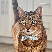 Zuse is registered to the contest to win money with this photo: animal, background_blur, bow_tie, cat, closeup, cute, domestic, ears, eyes, feline, fur, indoor, kitchen, mammal, pet, polka_dot, portrait, standing, tabby, whiskers