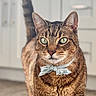 animal, background_blur, bow_tie, cat, closeup, cute, domestic, ears, eyes, feline, fur, indoor, kitchen, mammal, pet, polka_dot, portrait, standing, tabby, whiskers