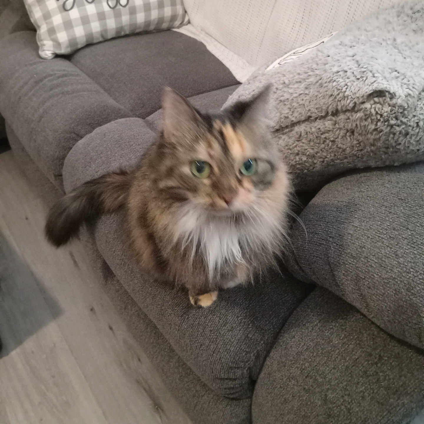 Baby is registered to the contest to win money with this photo: blanket, cat, couch, cozy, curious, cute, domestic_animal, feline, fur, furniture, gray_couch, green_eyes, home, indoor, living_room, pet, pillow, sitting, text_on_pillow, wood_floor