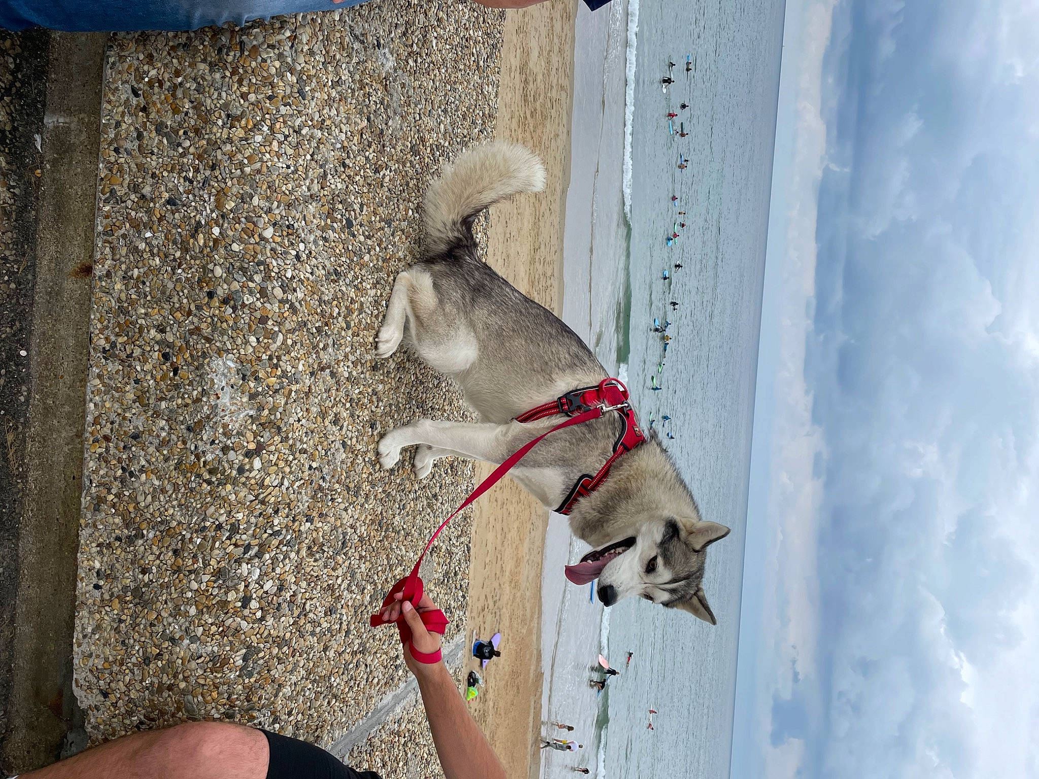 Prisca participe au concours pour gagner de l'argent avec cette photo : art, canidae, carnivore, cloud, collar, concrete, dog, dog_breed, dog_collar, fawn, grey, human_leg, leash, pet_supply, sky, snout, sporting_group, tail, wall, window