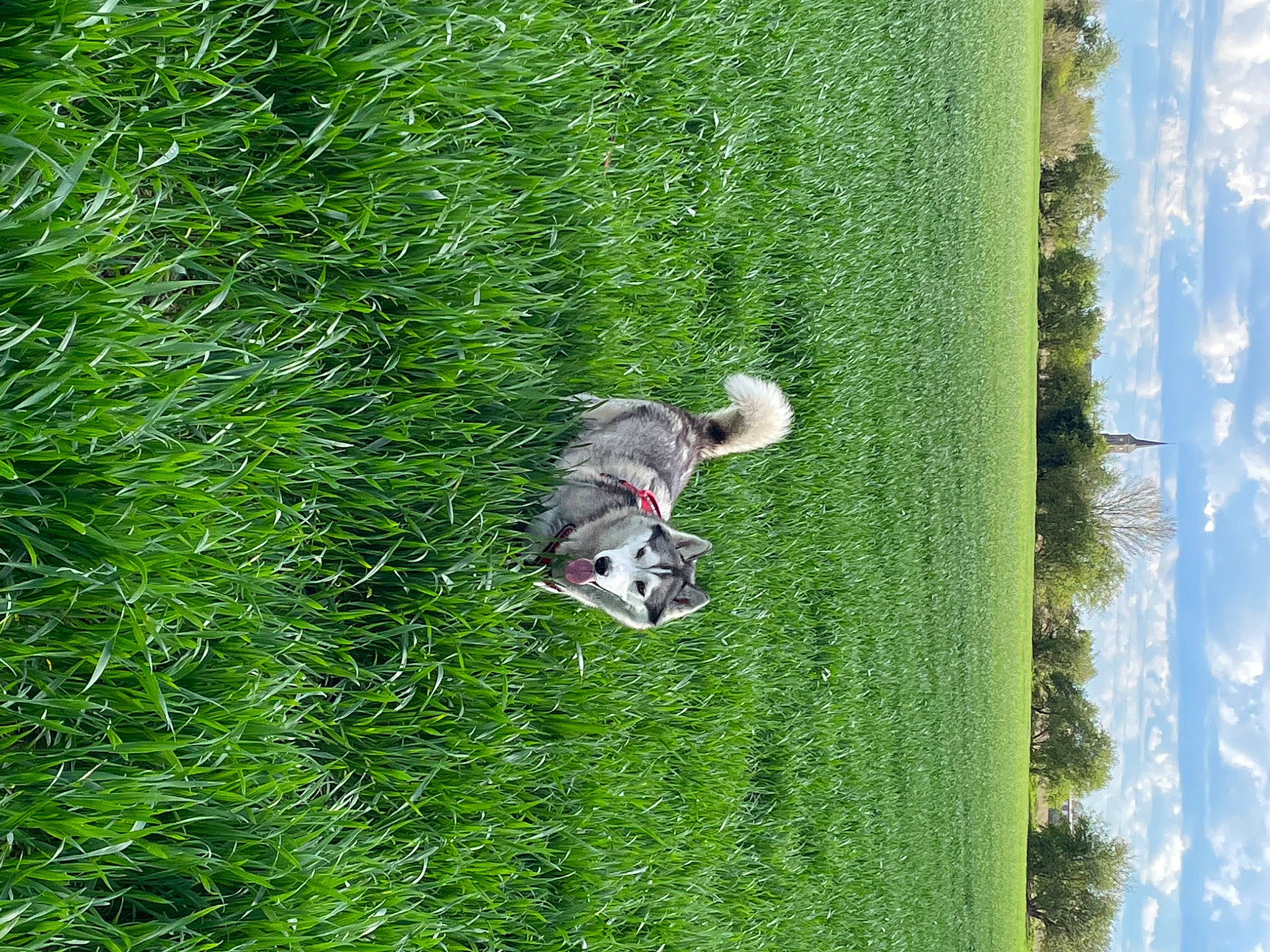 Prisca participe au concours pour gagner de l'argent avec cette photo : carnivore, cloud, dog, dog_breed, grass, grass_family, grassland, green, groundcover, landscape, lawn, leisure, meadow, people_in_nature, plant, shrub, sky, slope, tree, vegetation