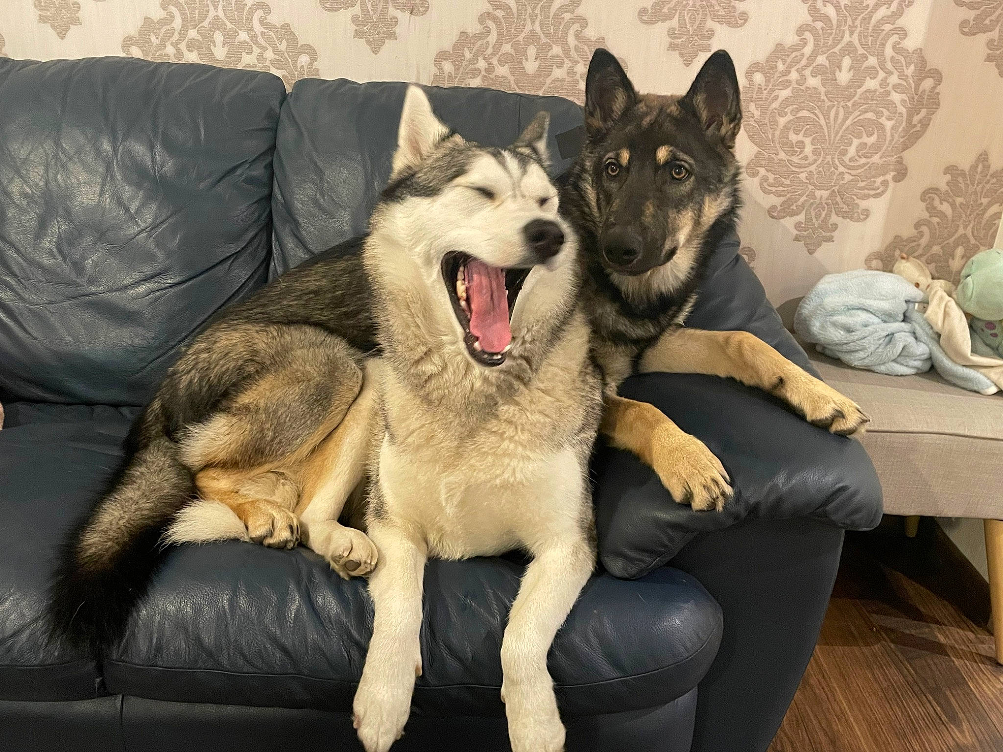 Prisca a rejoint le concours — aidez-le/la à gagner de superbes lots ! canidae, canis, carnivore, comfort, companion_dog, couch, dog, dog_breed, east_european_shepherd, fang, fawn, fur, grey, jaw, king_shepherd, siberian_husky, snout, sporting_group, working_animal, working_dog