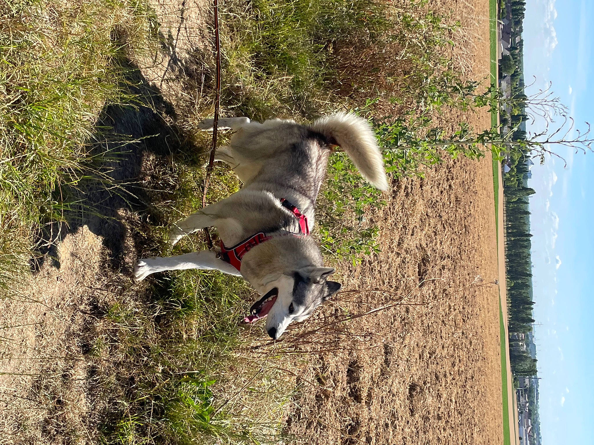 Prisca participe au concours pour gagner de l'argent avec cette photo : beak, canidae, carnivore, collar, companion_dog, dog, dog_breed, grass, pet_supply, plant, shrub, sky, slope, soil, sporting_group, tail, tree, trunk, wildlife, wood