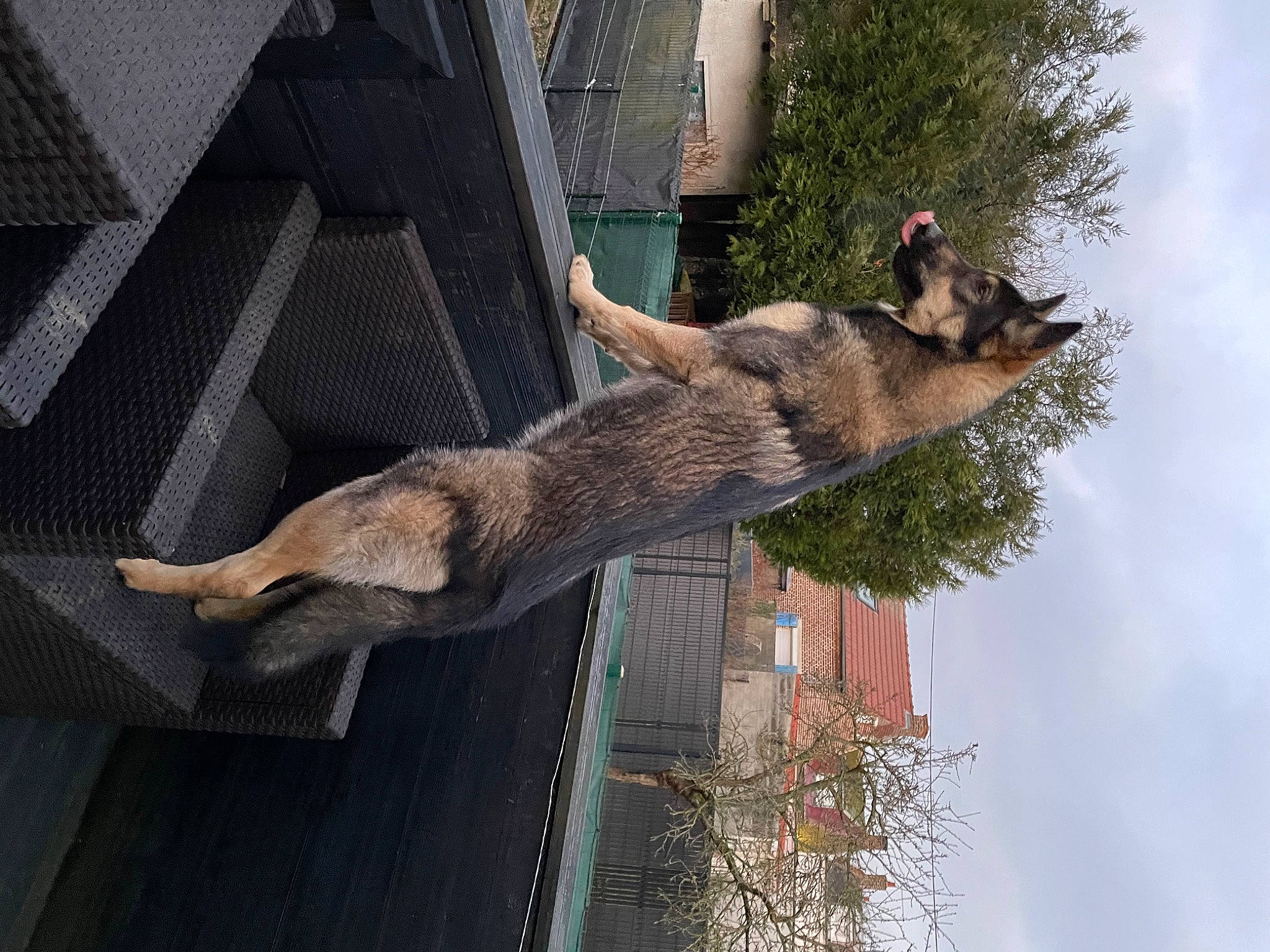 Quyena a rejoint le concours — aidez-le/la à gagner de superbes lots ! building, canidae, carnivore, cloud, dog, dog_breed, fawn, fur, plant, sky, sporting_group, tail, tree, trunk, twig, wildlife, window, wood