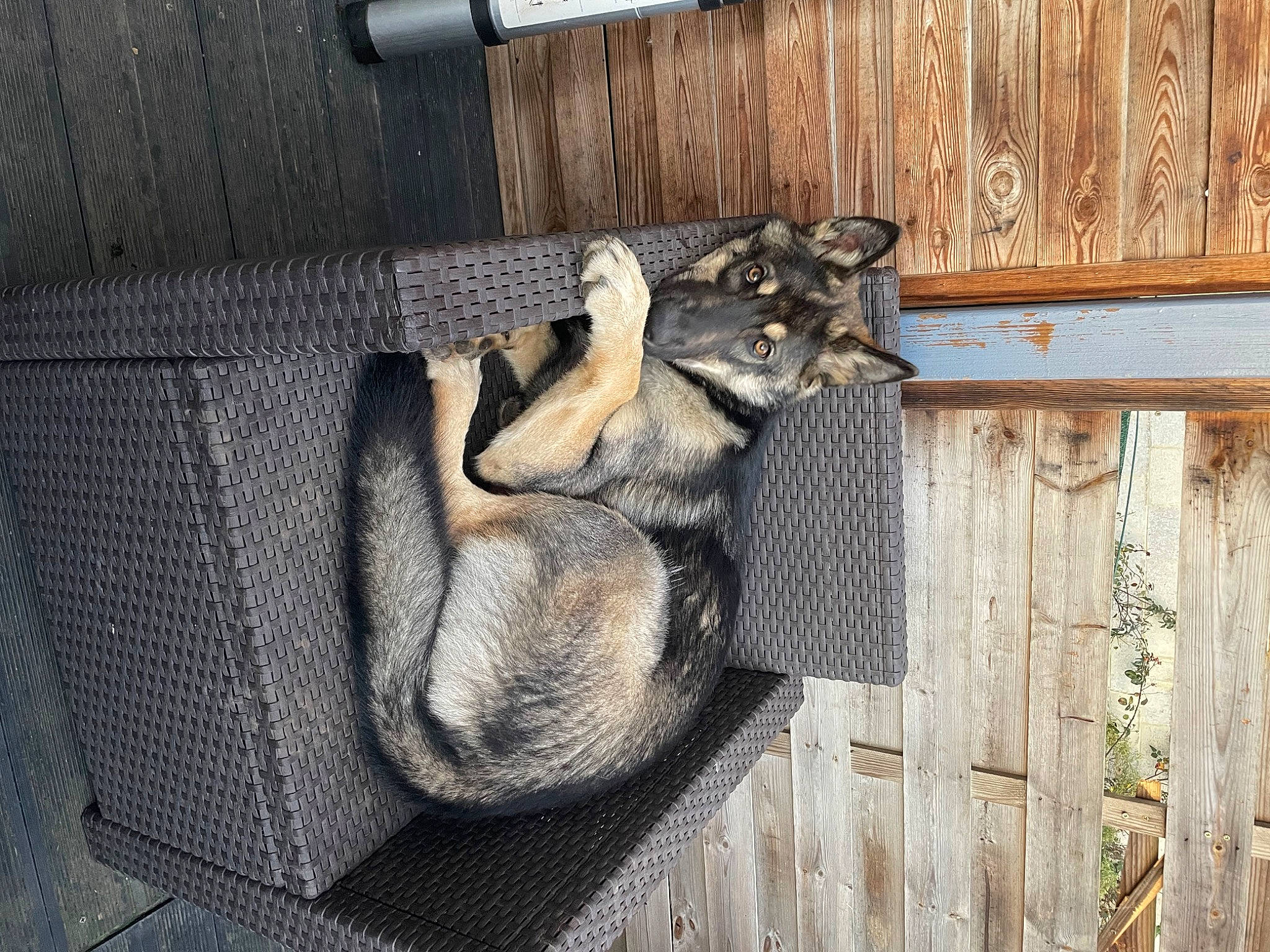 Quyena a rejoint le concours — aidez-le/la à gagner de superbes lots ! art, domestic_rabbit, fawn, felidae, fur, hardwood, plank, sculpture, small_to_medium_sized_cats, snout, sporting_group, statue, tail, terrestrial_animal, wildlife, wood, wood_stain