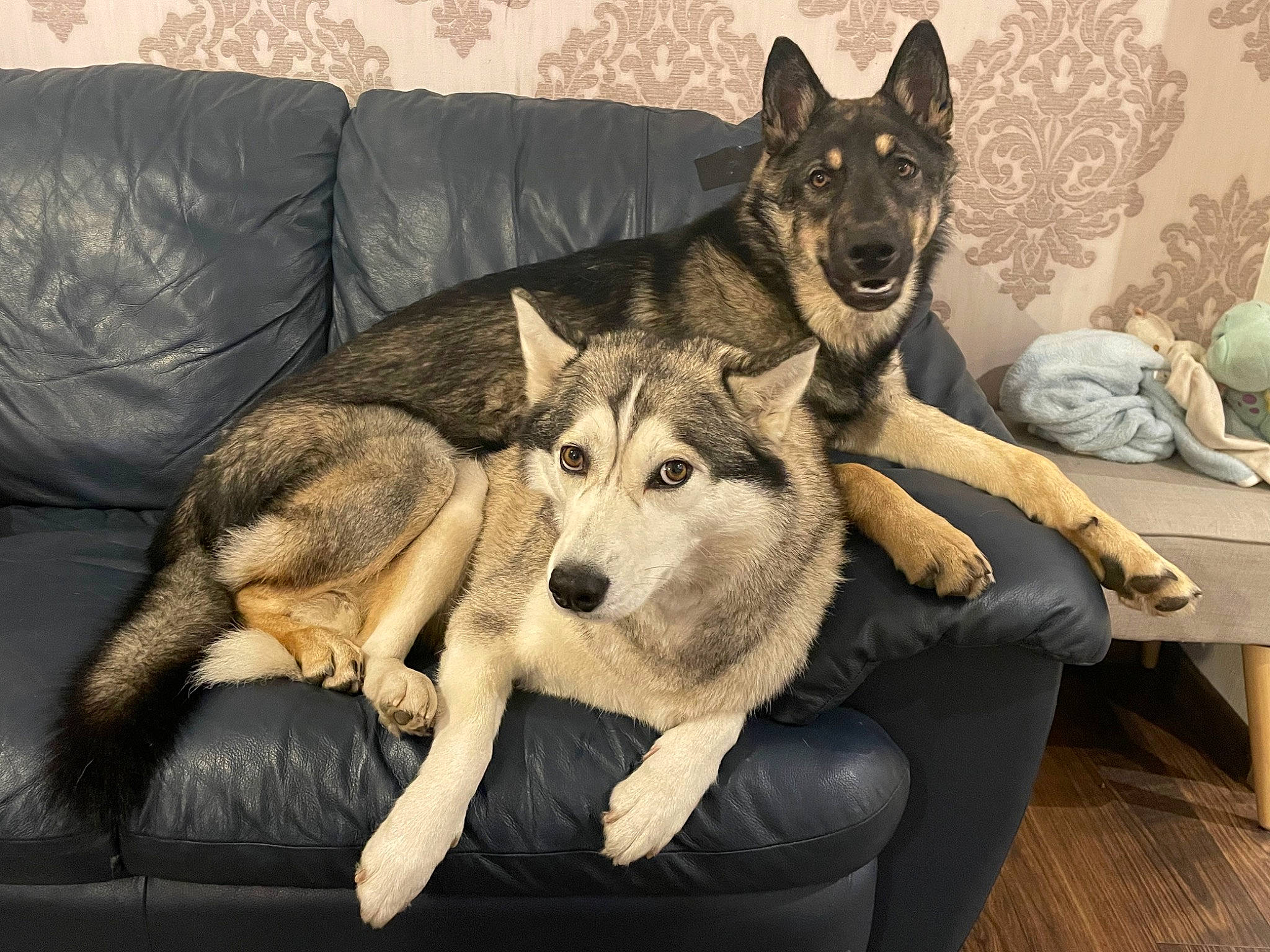 Quyena a rejoint le concours — aidez-le/la à gagner de superbes lots ! boat, canis, carnivore, comfort, companion_dog, couch, dog, dog_breed, east_european_shepherd, fawn, fur, german_shepherd_dog, herding_dog, king_shepherd, siberian_husky, sitting, sled_dog, sporting_group, wolf, working_animal