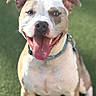 animal, blue_eye, brown_eye, canine, closeup, collar, cute, daytime, dog, ears_up, friendly, grass, happy, outdoor, pet, pitbull, sitting, smiling, sunlight, tongue_out