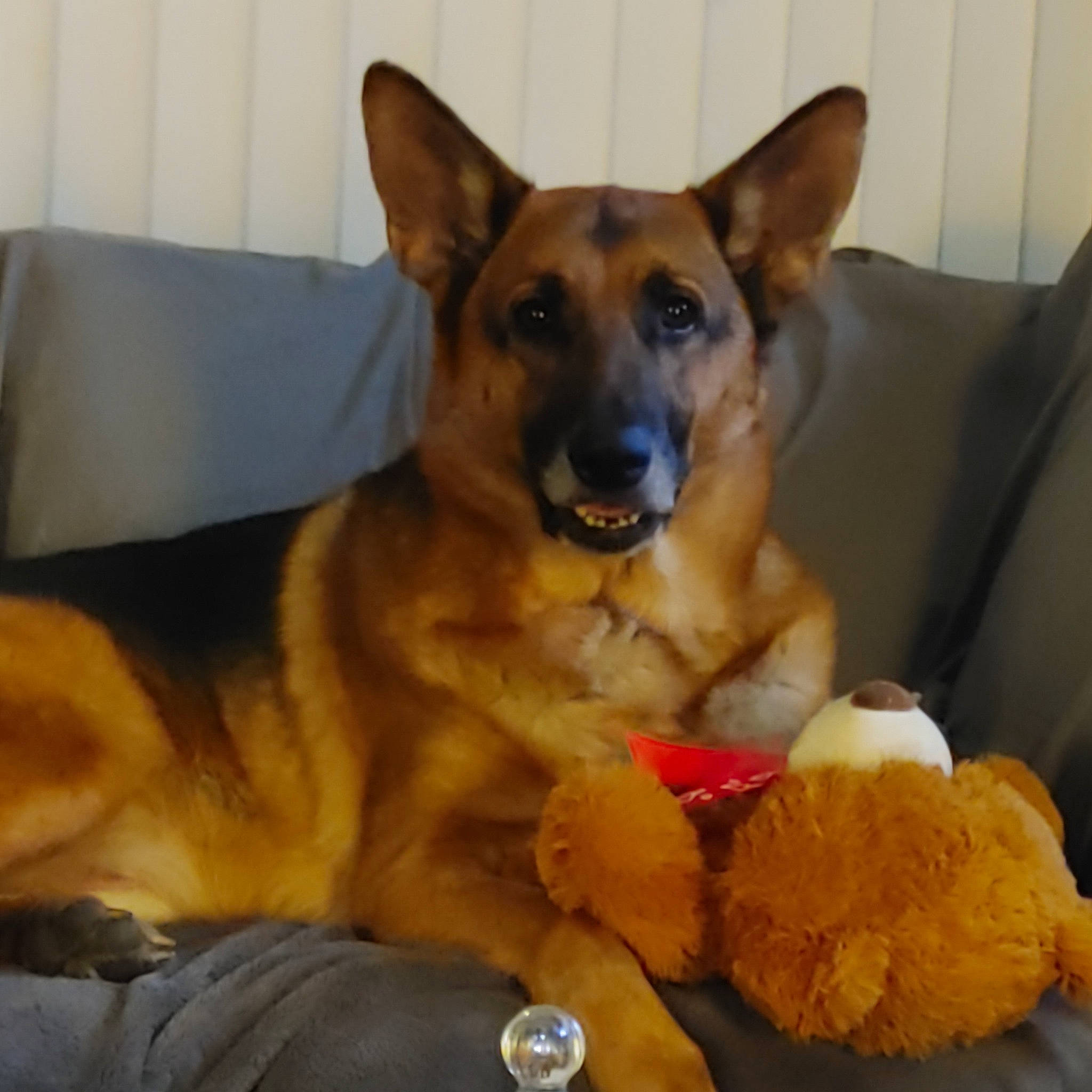 Sonny joined the competition — help win amazing prizes! canidae, carnivore, comfort, companion_dog, couch, dog, dog_bed, dog_breed, dog_supply, fawn, fur, german_shepherd_dog, herding_dog, paw, puppy, sporting_group, tableware, toy, whiskers, working_dog