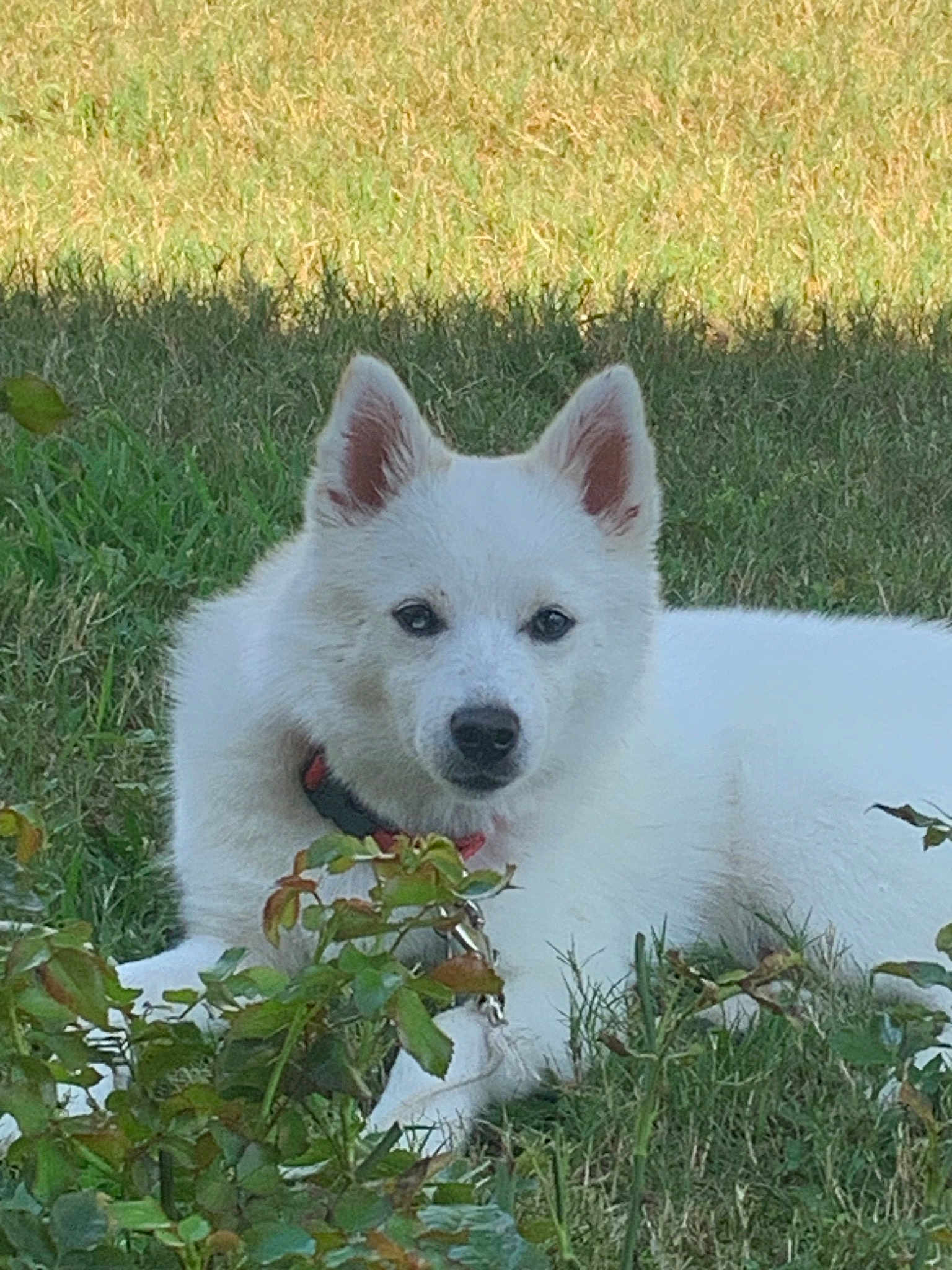 Nanuk