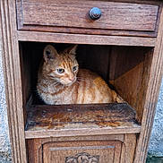 Omalet et chouquette participe au concours pour gagner de l'argent avec cette photo : animal, box, cabinet, cat, closet, crate, cupboard, den, drawer, furniture, hardwood, indoors, kitten, machine, pet, plywood, screw, sideboard, stainedwood, wood