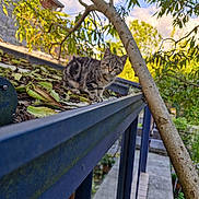 Lilyth a rejoint le concours — aidez-le/la à gagner de superbes lots ! abyssinian, animal, arbour, cat, garden, handrail, kitten, leaf, manx, nature, outdoors, path, pet, plant, railing, slate, tree, vegetation, walkway, wood