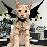 Mew is registered to the contest to win money with this photo: animal, bat_wings, bell, cat, close_up, collar, costume, curious, cute, decor, fur, home, indoor, orange_tabby, pet, plants, sitting, table, whiskers, wide_eyes