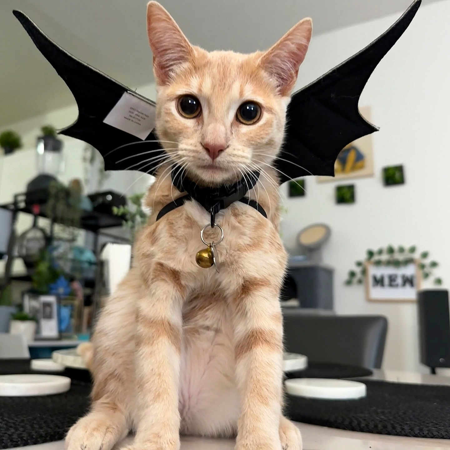 Mew is registered to the contest to win money with this photo: animal, bat_wings, bell, cat, close_up, collar, costume, curious, cute, decor, fur, home, indoor, orange_tabby, pet, plants, sitting, table, whiskers, wide_eyes