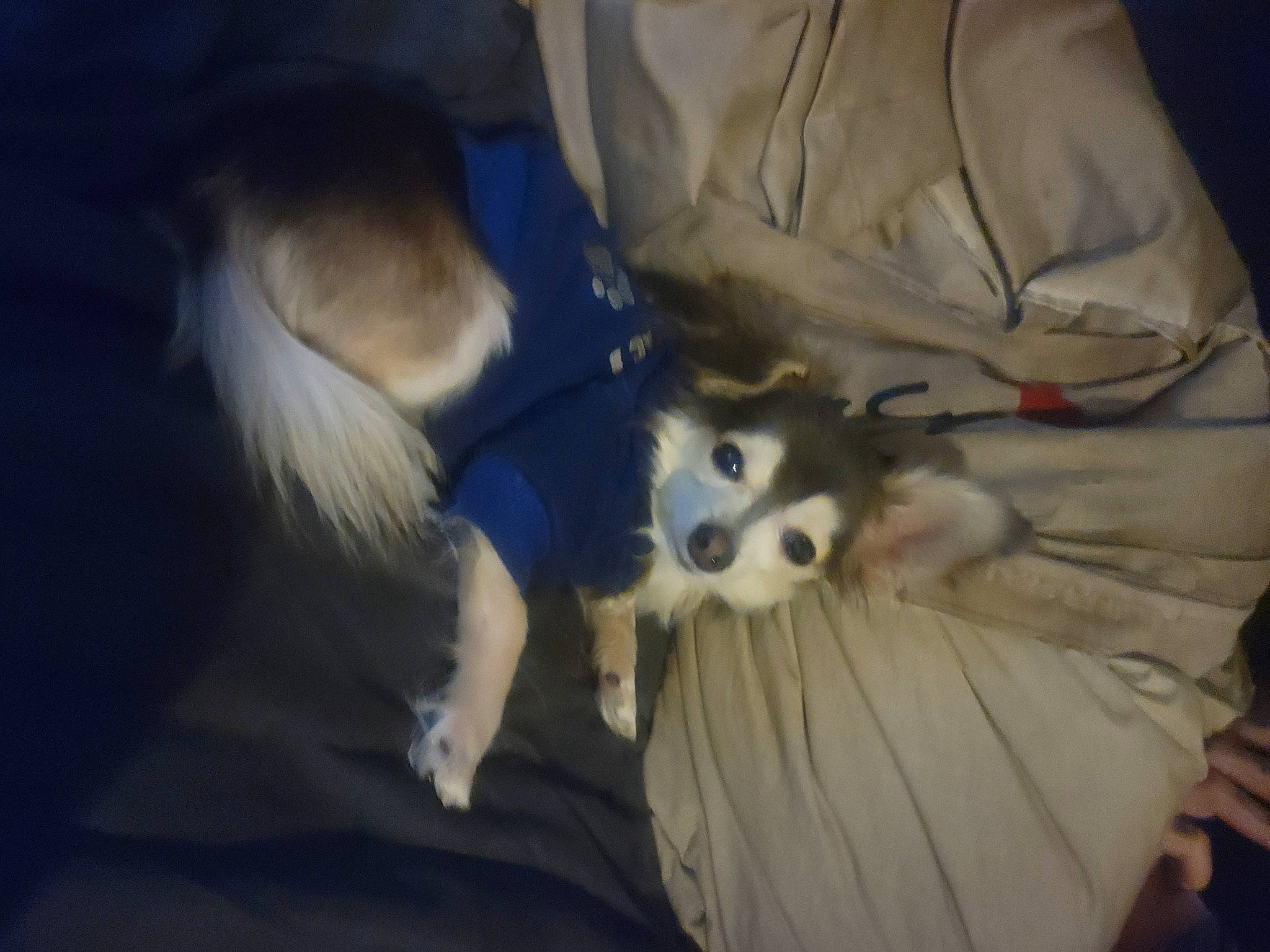 Pocket joined the competition — help win amazing prizes! canidae, carnivore, comfort, companion_dog, darkness, dog, dog_breed, dog_supply, fawn, fur, german_spitz, non_sporting_group, paw, pomeranian, snout, spitz, sporting_group, toy_dog, whiskers, working_animal