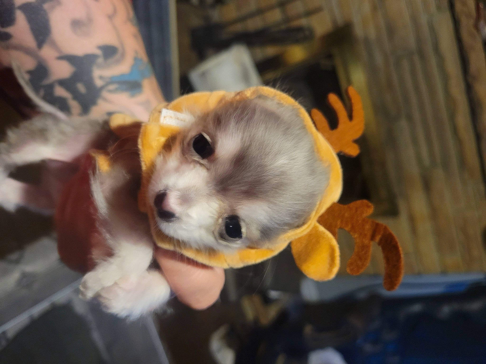 Pocket joined the competition — help win amazing prizes! canidae, carnivore, companion_dog, corgi_chihuahua, dog, dog_breed, dog_clothes, dog_supply, fashion_accessory, fawn, fur, non_sporting_group, pomeranian, snout, sporting_group, toy_dog, whiskers, wood