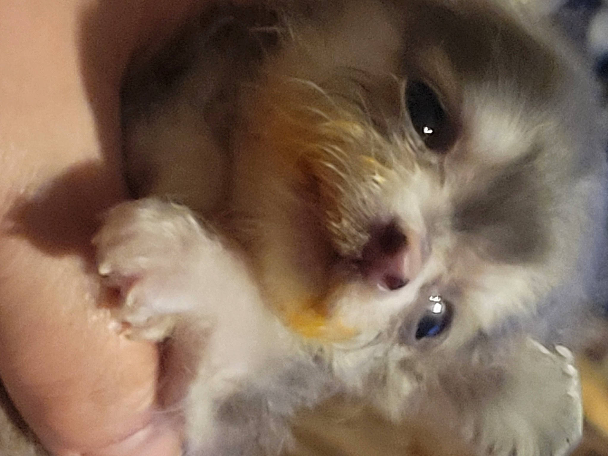 Pocket joined the competition — help win amazing prizes! canidae, carnivore, companion_dog, dog, dog_breed, fawn, fur, mal_shi, maltepoo, non_sporting_group, paw, puppy, snout, sporting_group, terrestrial_animal, toy_dog, whiskers, working_animal