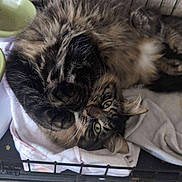 Gracie is registered to the contest to win money with this photo: animal, cage, cat, cozy, curled_up, cute, domestic_animal, feline, fluffy, fur, green_eyes, indoor, looking_up, paw, pet, resting, sleeping_area, tabby, towel, whiskers
