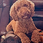 Hazel joined the competition — help win amazing prizes! dog, curly_coat, brown_fur, pet, animal, portrait, close_up, sitting, lounging, leather_chair, indoor, home, fluffy, long_ears, dark_eyes, nose, paws, relaxed, cute, photography