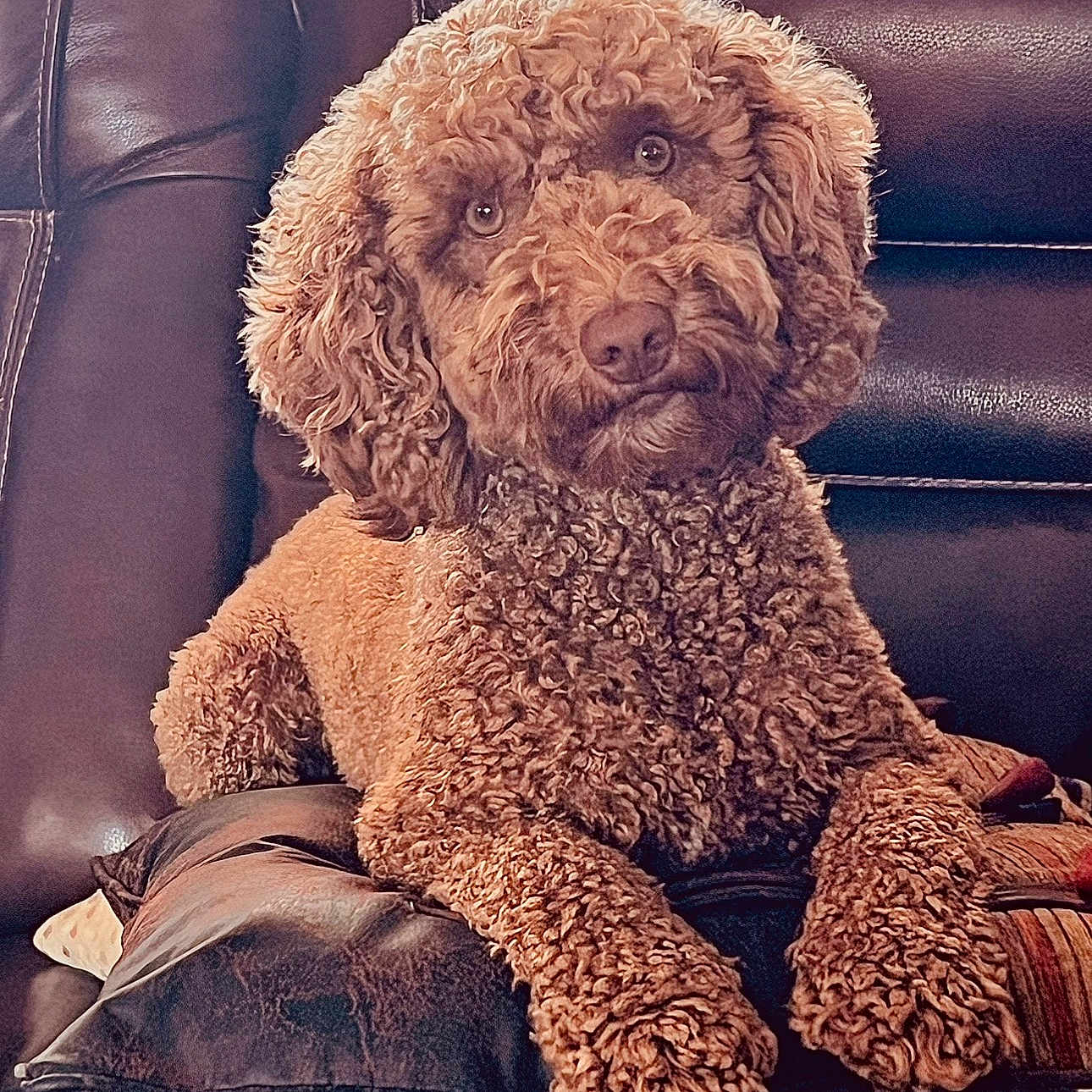 Hazel