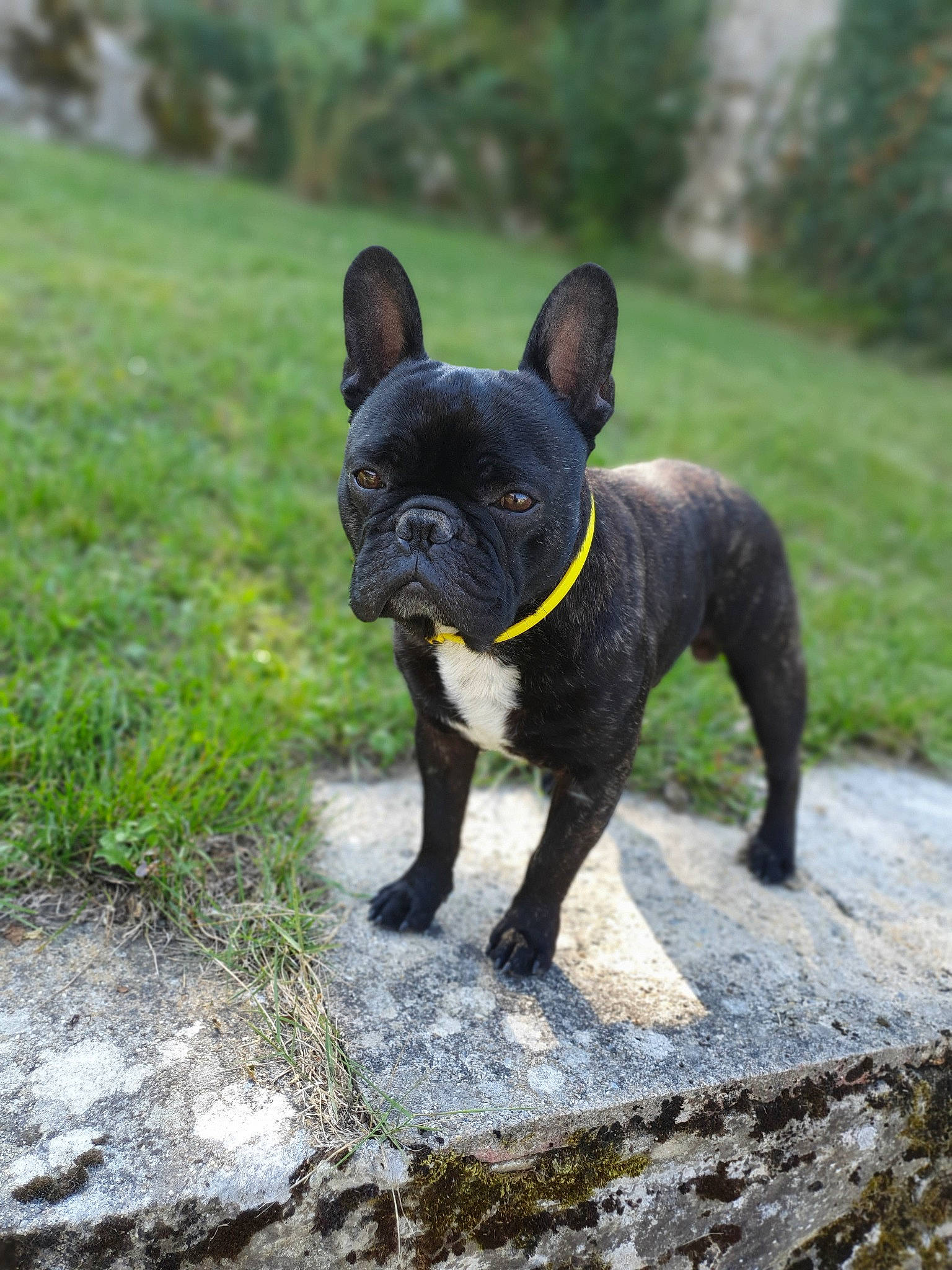 Kenzo a rejoint le concours — aidez-le/la à gagner de superbes lots ! bulldog, canidae, carnivore, companion_dog, dog, dog_breed, dog_collar, fawn, french_bulldog, grass, mammal, molosser, non_sporting_group, plant, rare_breed_dog, snout, sporting_group, toy_bulldog, vertebrate