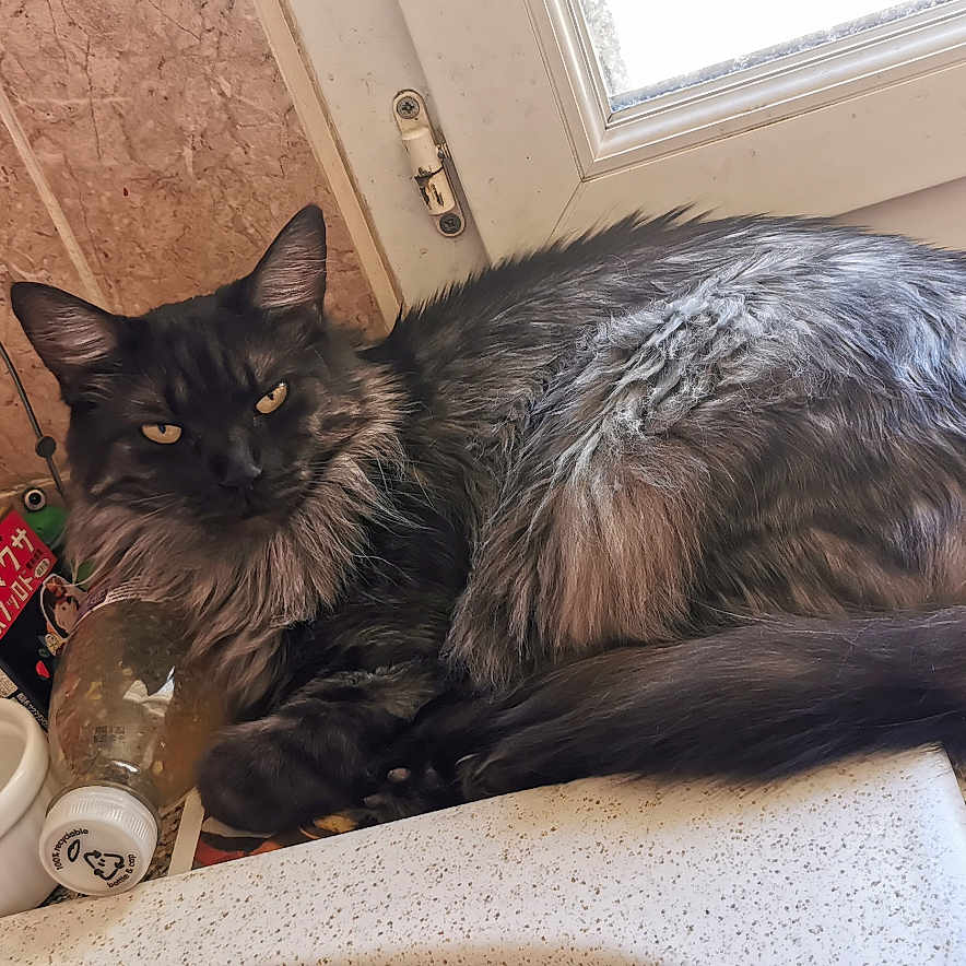 Shane participe au concours pour gagner de l'argent avec cette photo : abyssinian, angora, animal, beverage, blackcat, cat, clothing, cup, footwear, hardwood, indoors, interiordesign, kitten, manx, pet, plywood, saucer, shoe, tub, wood