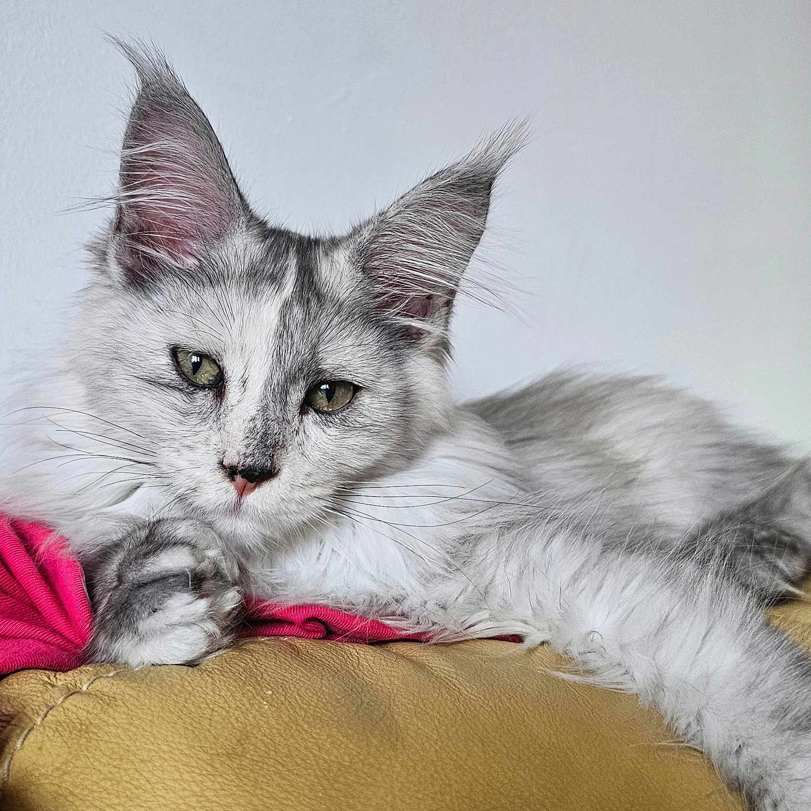 Yuki