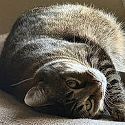 Mochi joined the competition — help win amazing prizes! cat, tabby, feline, pet, animal, whiskers, fur, laying_down, curious, indoor, cozy, texture, close_up, portrait, relaxed, striped, face, eyes, natural_light, resting