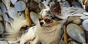 Gandhi participe au concours pour gagner de l'argent avec cette photo :