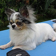 Gandhi participe au concours pour gagner de l'argent avec cette photo :