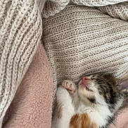 Nala participe au concours pour gagner de l'argent avec cette photo : kitten, sleeping, blanket, knitwear, soft, cozy, fur, pet, cute, resting, animal, striped, white, calico, paw, indoors, comfort, warm, texture, nap