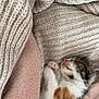 kitten, sleeping, blanket, knitwear, soft, cozy, fur, pet, cute, resting, animal, striped, white, calico, paw, indoors, comfort, warm, texture, nap
