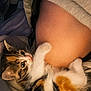 Nala a rejoint le concours — aidez-le/la à gagner de superbes lots ! kitten, cat, calico, fur, cuddle, person, belly, blanket, hoodie, paw, soft, cute, playful, indoor, cozy, closeup, resting, comfort, pet, animal