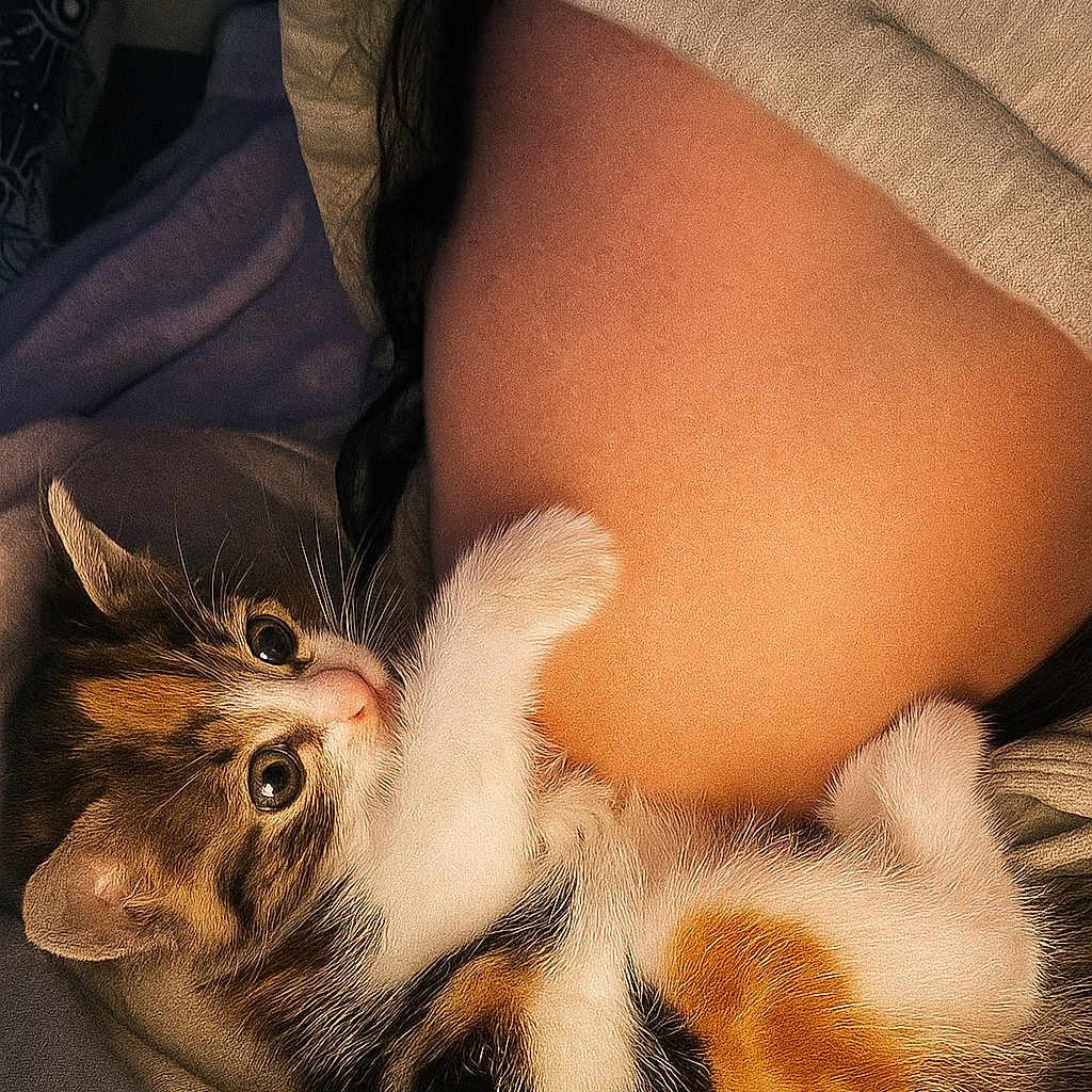 Nala a rejoint le concours — aidez-le/la à gagner de superbes lots ! animal, belly, blanket, calico, cat, closeup, comfort, cozy, cuddle, cute, fur, hoodie, indoor, kitten, paw, person, pet, playful, resting, soft