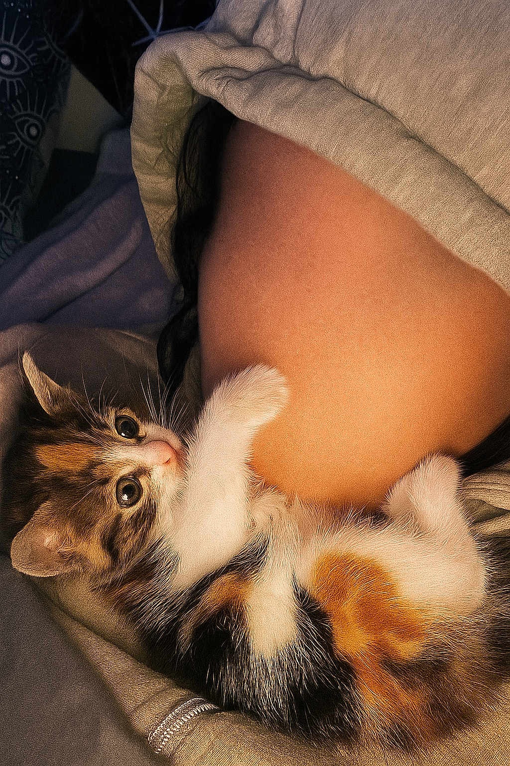 Nala a rejoint le concours — aidez-le/la à gagner de superbes lots ! kitten, cat, calico, fur, cuddle, person, belly, blanket, hoodie, paw, soft, cute, playful, indoor, cozy, closeup, resting, comfort, pet, animal