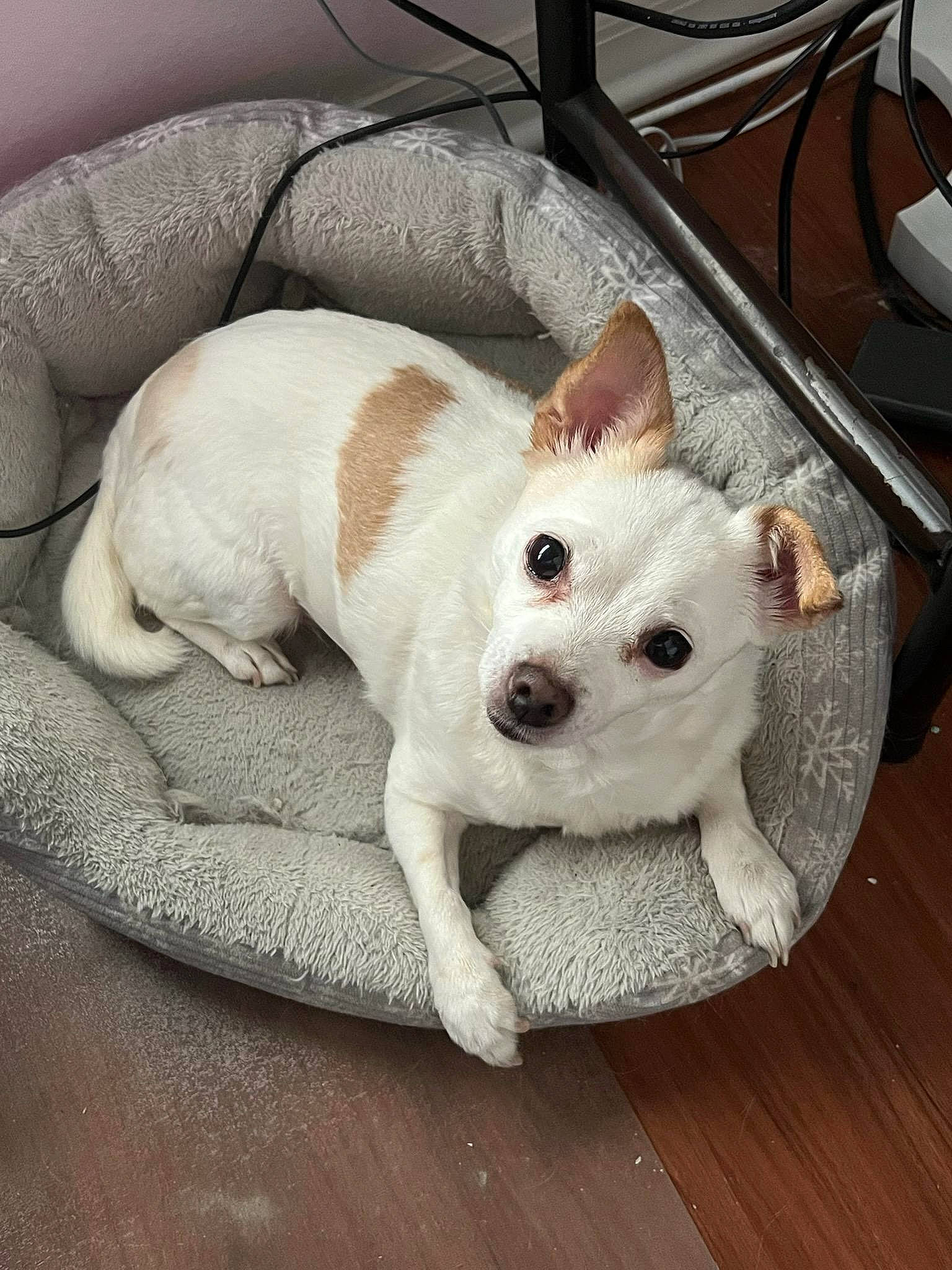 Ginger is registered to the contest to win money with this photo: canidae, carnivore, chair, comfort, companion_dog, couch, dog, dog_breed, dog_supply, fawn, flooring, fur, kitchen_utensil, paw, pet_supply, sporting_group, tail, terrestrial_animal, whiskers, working_animal