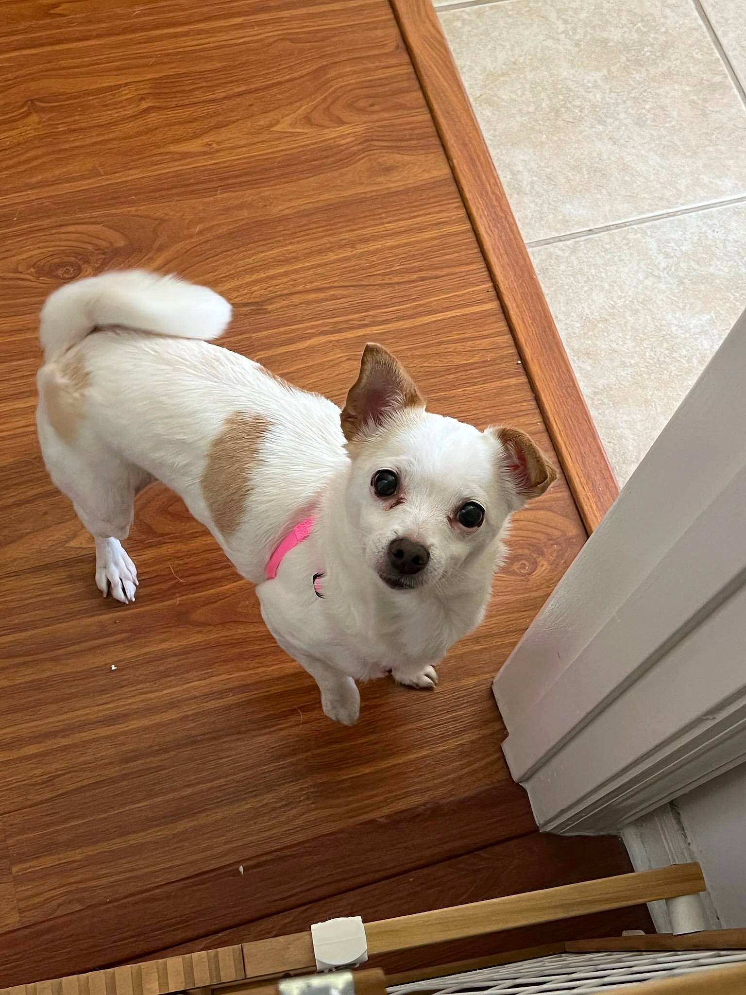 Ginger joined the competition — help win amazing prizes! canidae, carnivore, collar, companion_dog, dog, dog_breed, dog_collar, dog_supply, fawn, flooring, hardwood, non_sporting_group, pet_supply, snout, sporting_group, tail, toy_dog, wood, wood_stain, working_animal