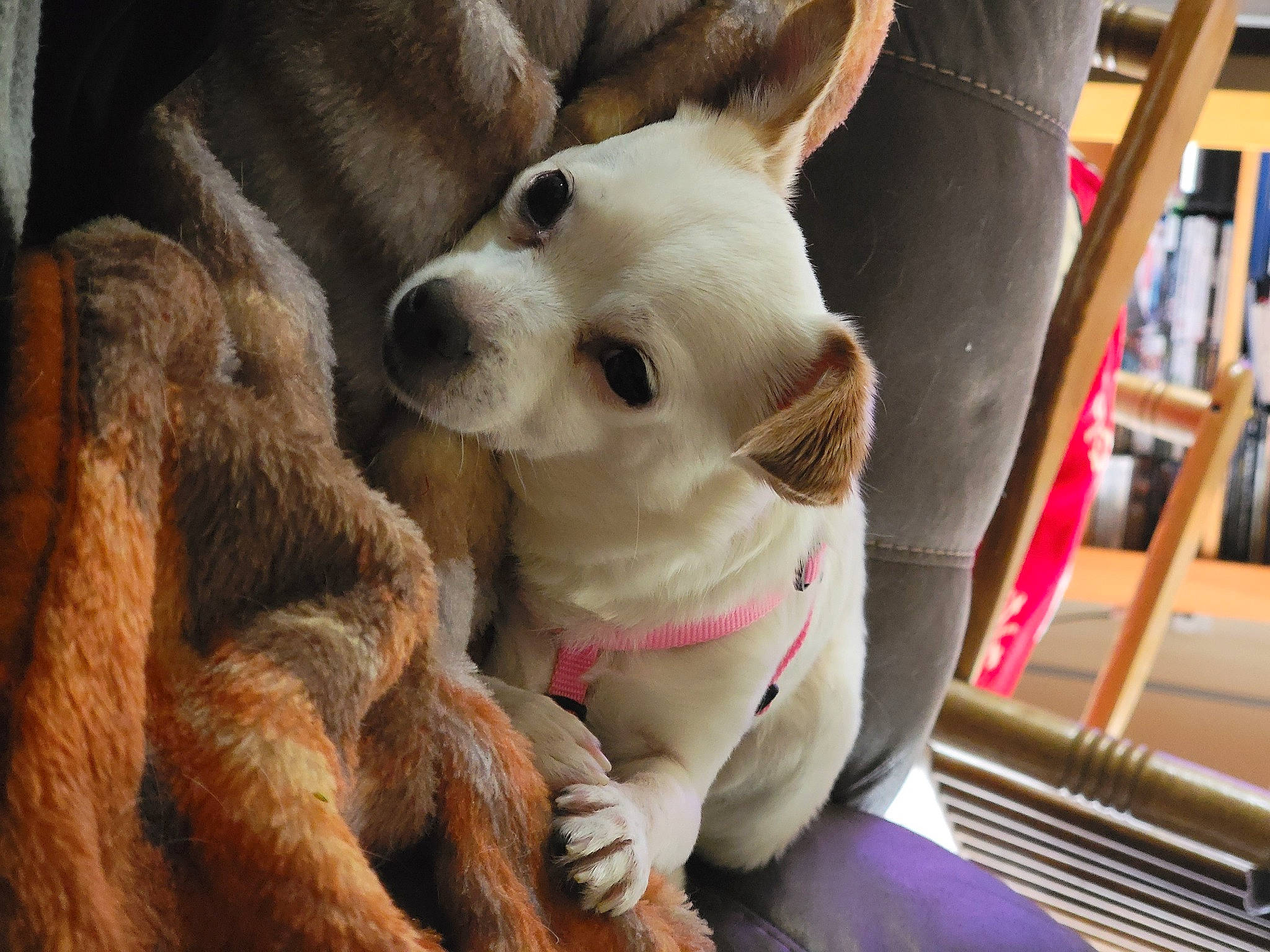 Ginger joined the competition — help win amazing prizes! bookcase, canidae, carnivore, collar, comfort, companion_dog, dog, dog_breed, ear, eye, fawn, fur, nose, shelf, snout, sporting_group, terrestrial_animal, toy_dog, whiskers, working_animal