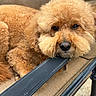 animal, brown, canine, chair, closeup, companion, cozy, cushion, cute, dog, face, fluffy, fur, furniture, outdoor, paw, pet, portrait, relaxed, resting