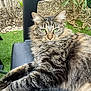 animal, cat, chair, closeup, domestic_cat, feline, fur, garden, green_eyes, leaves, nature, outdoor, pet, plants, plastic_chair, portrait, relaxed, resting, tabby, whiskers