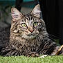 alert, animal, cat, closeup, cute, domestic_animal, feline, fur, grass, green_eyes, laying, mammal, nature, outdoor, pet, portrait, relaxed, tabby, whisker, whiskers