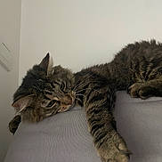 Zena a rejoint le concours — aidez-le/la à gagner de superbes lots ! animal, cat, claw, couch, cute, domestic, fluffy, fur, furniture, indoor, lazy, mammal, paw, pet, relaxed, resting, sleepy, striped, tabby, whiskers