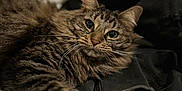 Zena participe au concours pour gagner de l'argent avec cette photo : animal, bed, cat, closeup, clothing, cute, eyes, fabric, feline, fur, indoor, lying_down, paw, pet, portrait, relaxed, soft, striped, tabby, whiskers