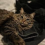 animal, bed, cat, closeup, clothing, cute, eyes, fabric, feline, fur, indoor, lying_down, paw, pet, portrait, relaxed, soft, striped, tabby, whiskers