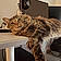 Zena
